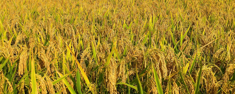 松粳57水稻种子特点，普通粳稻品种