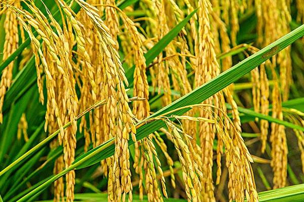 东富128水稻种子简介，该品种主茎13片叶