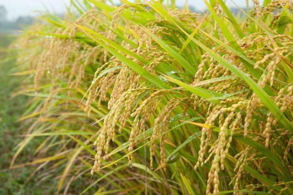 松粳208水稻品种的特性，该品种主茎13片叶