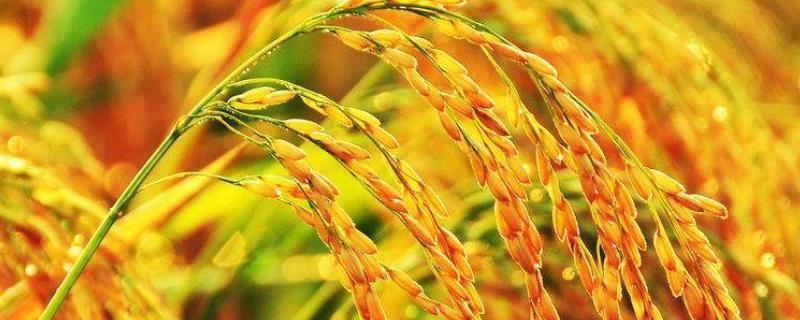 松粳62水稻种子介绍，普通粳稻品种