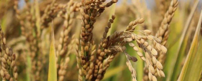 唯农207水稻品种简介，糯稻品种