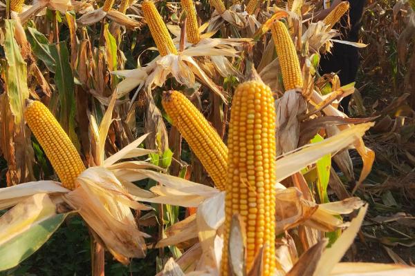 申科爆7号玉米品种的特性，注意防治地老虎和玉米螟