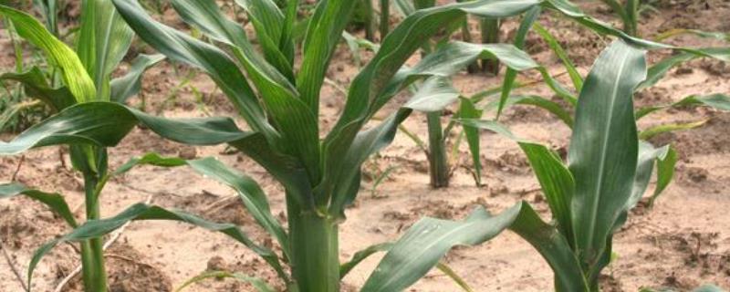 申科爆7号玉米品种的特性，注意防治地老虎和玉米螟