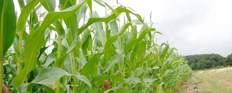 大华1801玉米品种的特性，防治地下害虫