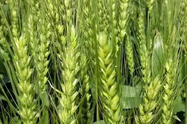 农麦180小麦品种简介，春性小麦品种