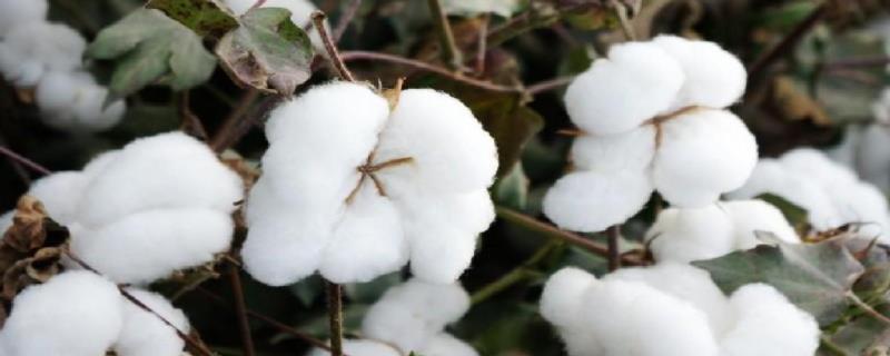 泗棉686棉花种子特征特性，移栽棉4月初播种