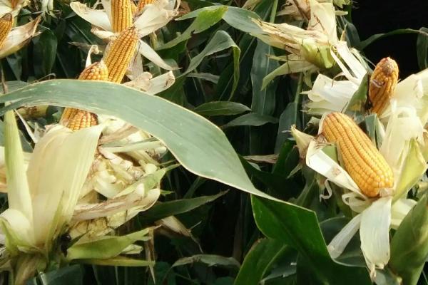 大华1801玉米品种的特性，防治地下害虫