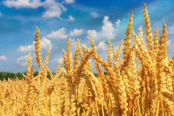 农麦180小麦品种简介，春性小麦品种