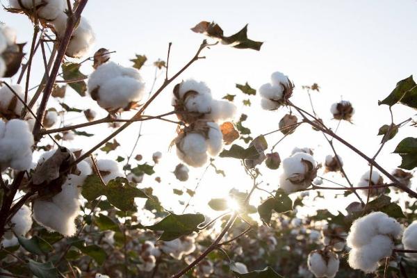 泗棉686棉花种子特征特性，移栽棉4月初播种