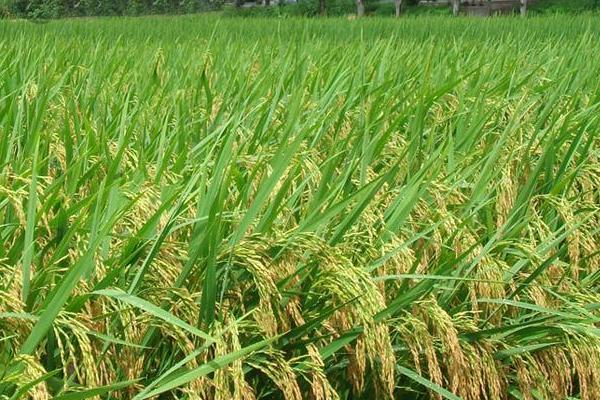 南粳糯2号水稻品种的特性，迟熟中粳糯稻品种