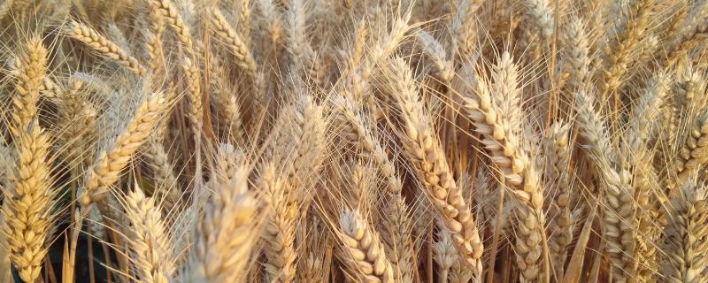 盐麦2号小麦种子简介，每亩有效穗31.4万