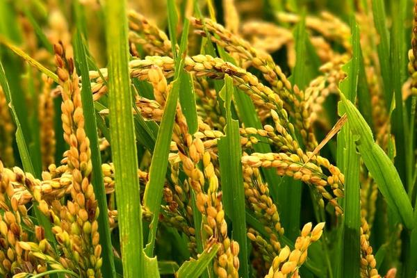 金地糯288水稻种子简介，每亩基本苗6~8万