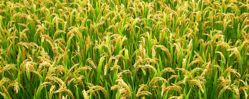南粳46水稻种子简介，一般4月下旬至5月上中旬播种