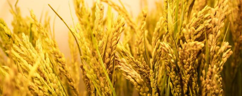 南粳优293水稻种子简介，每亩有效穗18.8万