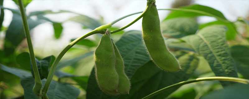 南农42大豆品种简介，春大豆品种