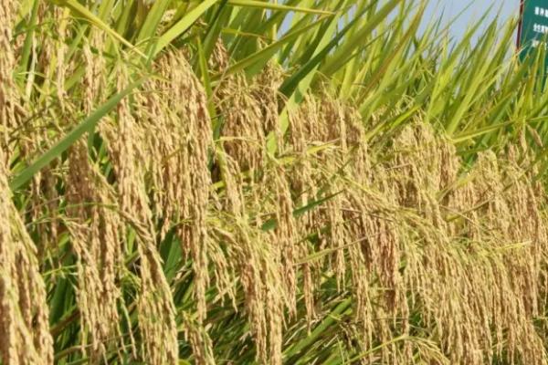 连香糯516水稻种子介绍，每亩2.0万穴左右