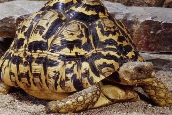 苏卡塔尔陆龟吃什么食物，爱吃高纤维的植物