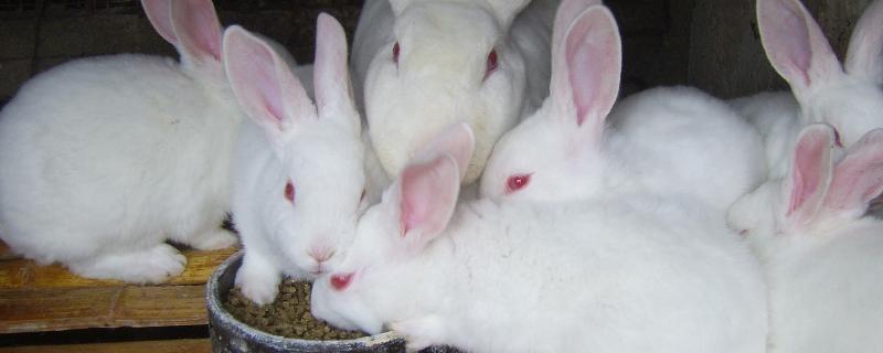 家兔的养殖技术，应选择远离闹市区的地方养殖