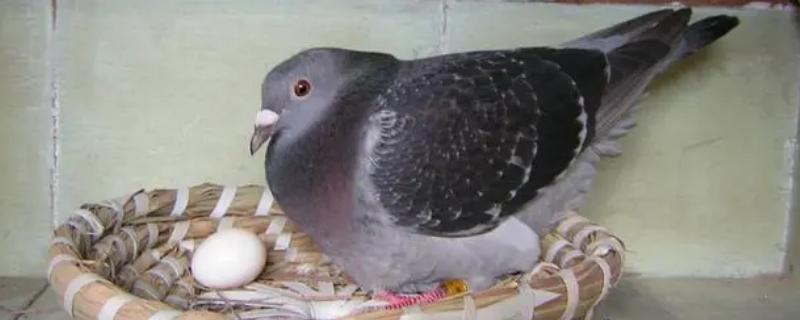 鸽子下蛋前的征兆，会出现赶蛋、追蛋现象
