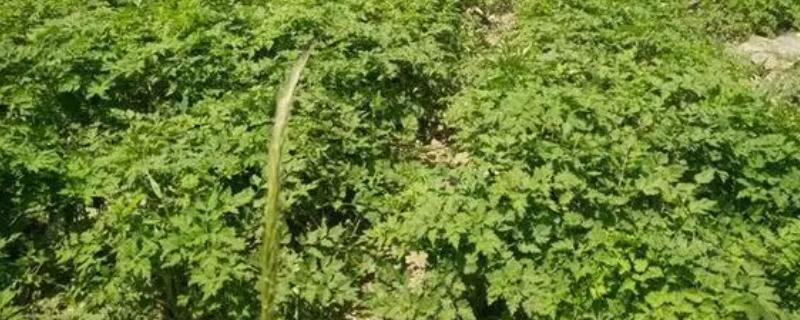 当归种子的种植方法，秋播一般选在9-10月