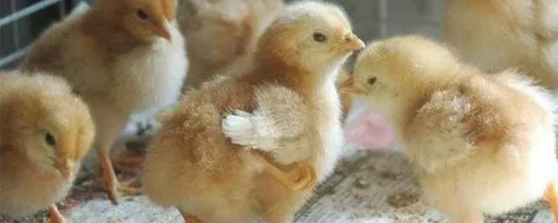 小鸡雏喂土霉素三天隔几天喂下次，至少要间隔1个月左右