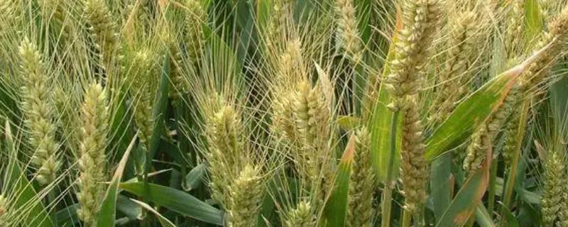 周麦40小麦种介绍，生长周期218-229天左右