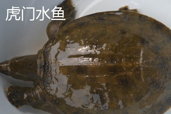 东莞的优质土特产，广式腊肠一直是首选伴手礼的佳品