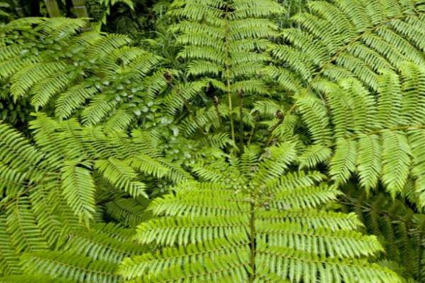 刺桫椤是什么植物，属于国家一级珍稀保护植物