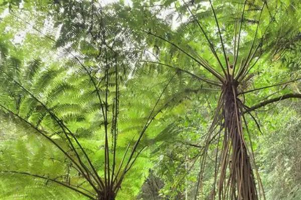 刺桫椤是什么植物，属于国家一级珍稀保护植物