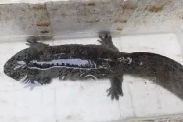 怎么饲养娃娃鱼，每隔3-5天要换1次水