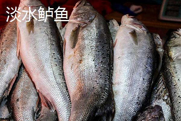 鲈鱼是海鱼吗，有海鲈鱼也有淡水鲈鱼