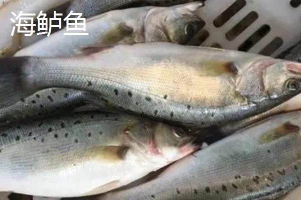 鲈鱼是海鱼吗，有海鲈鱼也有淡水鲈鱼