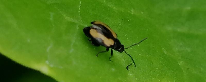 跳甲虫是怎么繁殖的，6月下旬至7月上旬进入产卵盛期