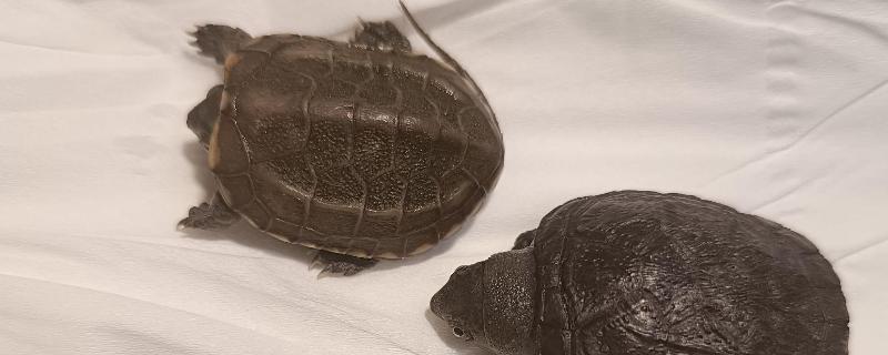 乌龟冬眠注意事项，需保证环境昏暗和温度稳定