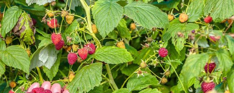 树莓的种植注意事项，选好种子是关键
