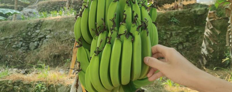香蕉风涝害的防治方法，风害和涝害需采取不同的防治方法