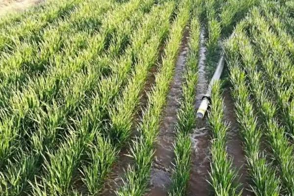 秋小麦高产播种方法，可经过拌种包衣、深翻施肥后再播种