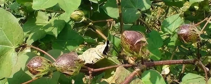 棉花伏前桃的管理措施，应及时追施花铃肥和防治病虫害
