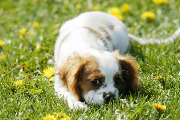 小狗吃便便的原因和处理方法，根据症状采取不同的处理方法