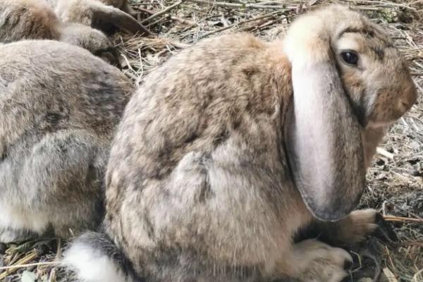 公羊兔怎么养殖，兔舍的温度要保持在20-25℃左右