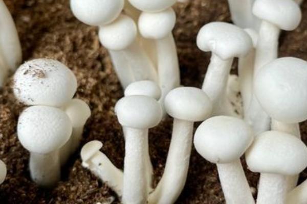 白玉菇怎么种，在接种之前需要先进行灭菌