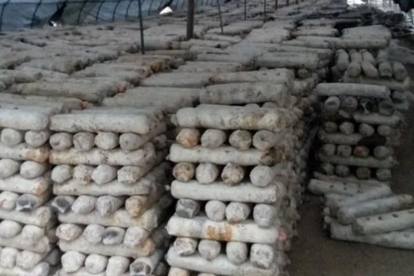 白玉菇怎么种，在接种之前需要先进行灭菌