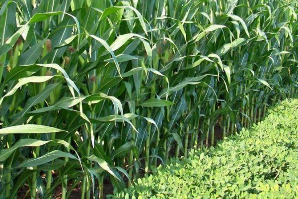 合玉236玉米品种的特性，种植密度4500株/亩