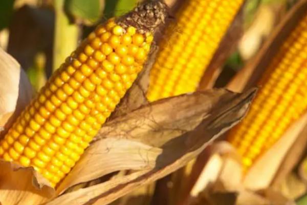M1836玉米品种的特性，适宜播期为4月下旬－5月上旬