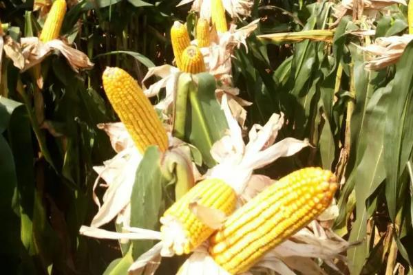 裕久1949玉米种子特点，4月下旬－5月初播种