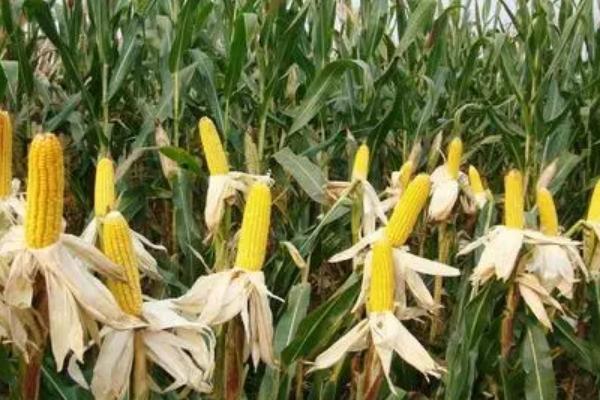 G837玉米种子简介，大喇叭口时期防治玉米螟