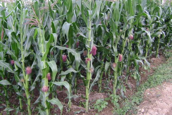 华龙9玉米品种简介，注意防治病虫害