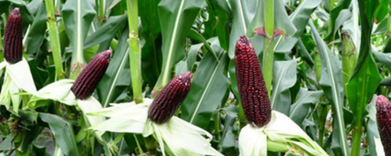舍玉D01玉米种子简介，大喇叭口时期防治玉米螟