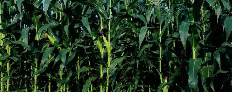 农甜88玉米品种简介，注意做好瘤黑粉病等病虫害防治