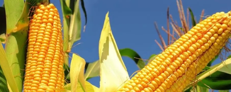广良甜27号玉米品种的特性，注意茎腐病和纹枯病防治